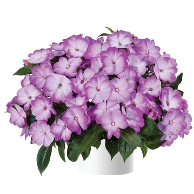 Impatiens Harmony® Radiance™ Lilac