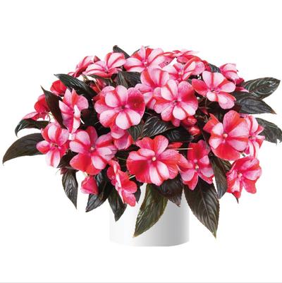Impatiens Harmony® Bicolor Red