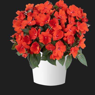 Impatiens Sol Luna™ Orange