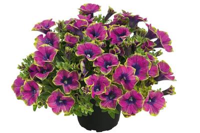 Petunia Veranda Little Picasso