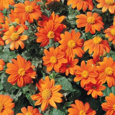 Tithonia Fiesta del Sol