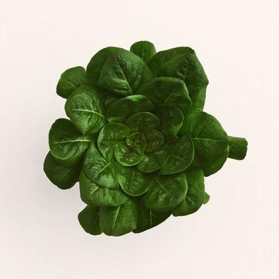 Lettuce Lettuce Spinach
