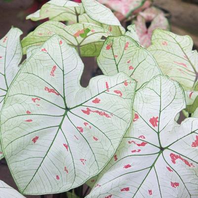 Caladium Strawberry Star