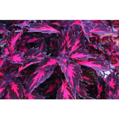 Coleus Down Town® Royalty
