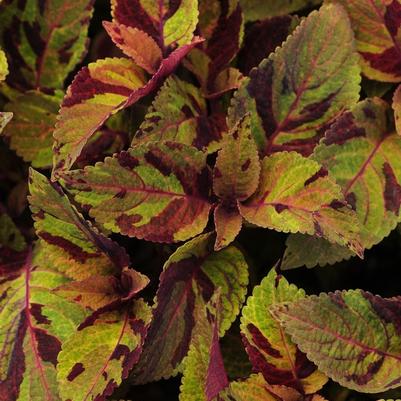 Coleus Premium Sun Mighty Mosaic