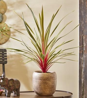 Cordyline Magic Star