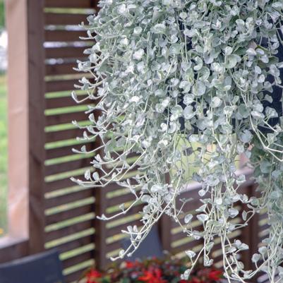 Dichondra argentea Silver Surfer™