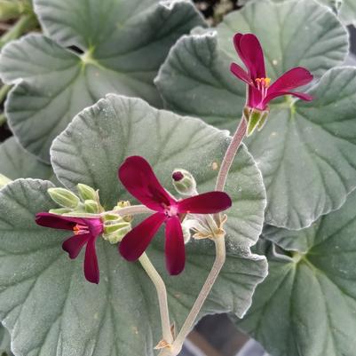 Geranium sidoides 