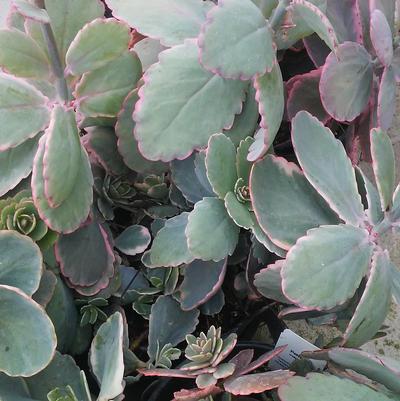 Kalanchoe fedtschenkoi tricolor 