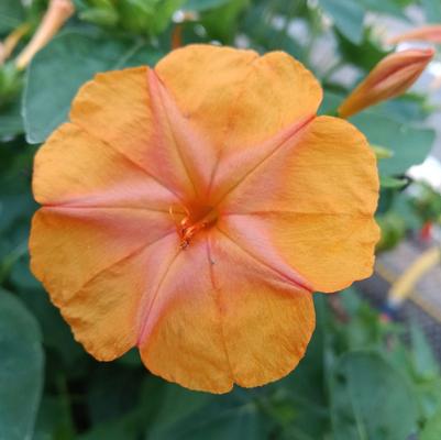 Mirabilis Orange Crush
