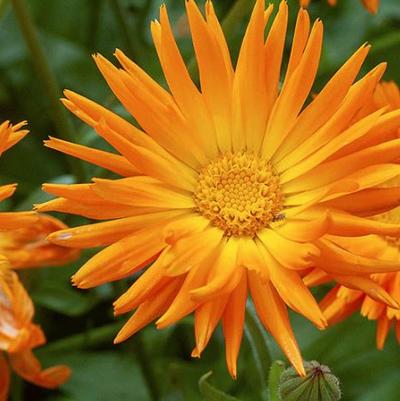 Calendula Radio