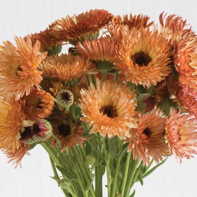 Calendula Triangle Flashback