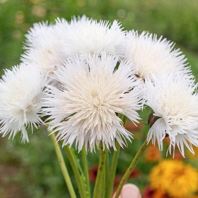 Centaurea moschata Imperialis The Bride