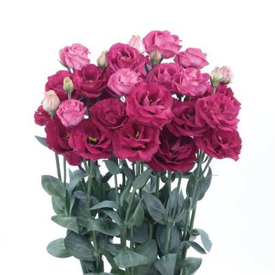 Lisianthus Rosita® 3 Red