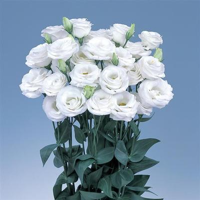 Lisianthus Rosita® 2 White