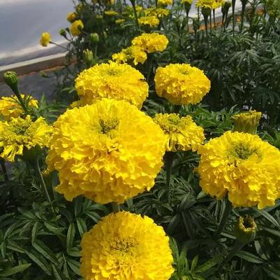 Marigold Garuda Yellow