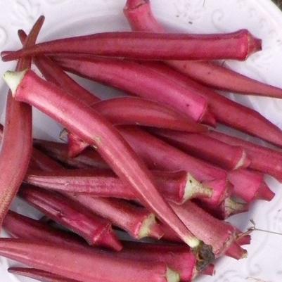 Okra Okinawa Pink
