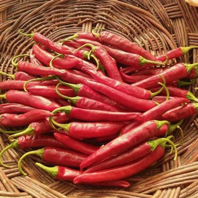 Pepper Lady Han Korean