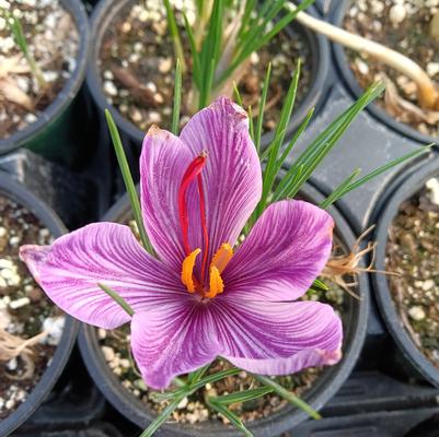 Saffron Crocus 