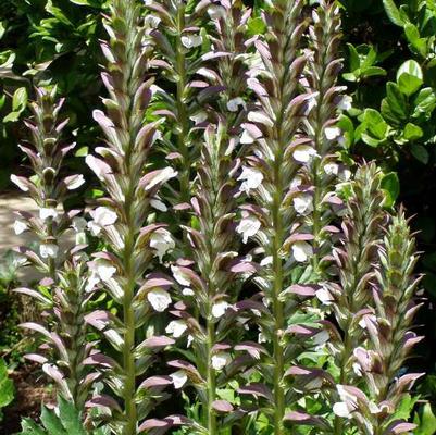 Acanthus mollis 
