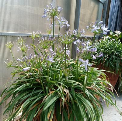Agapanthus africanus 