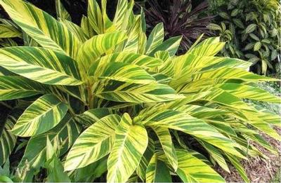 Alpinia zerumbet 