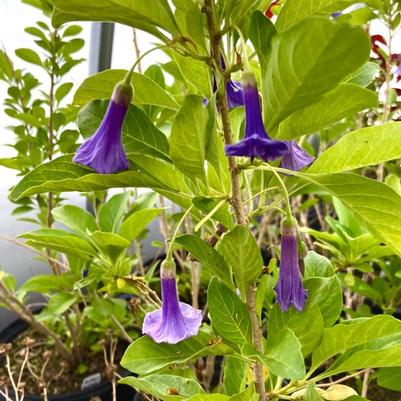 Iochroma australe 