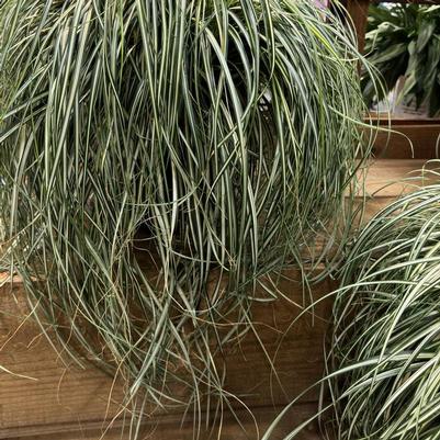 Carex x Moon Falls