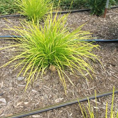Lomandra longifolia Miner's Gold