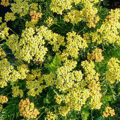 Achillea Milly Rock™ Yellow