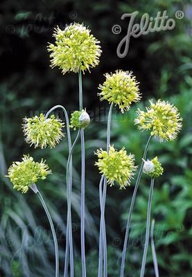 Allium obliquum 