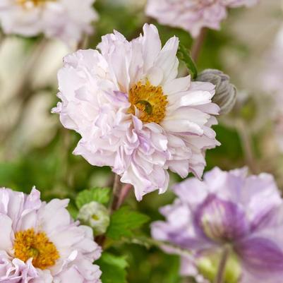 Anemone Frilly Knickers™