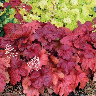 Heuchera villosa Fire Alarm
