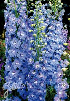 Delphinium elatum F1-Hybrid New Millenium™ Sunny Skies