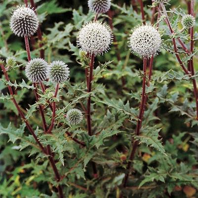 Echinops sphaerocephalus Arctic Glow