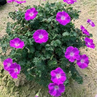 Geranium Frivolius™ Purple
