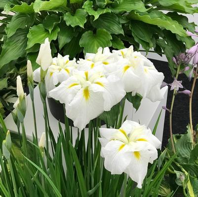 Iris ensata Gold Bound