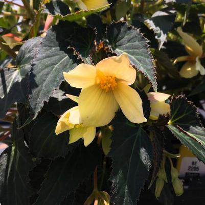 Begonia boliviensis Beauvilia™ Yellow