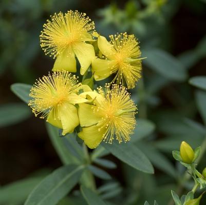 Hypericum kalmianum 