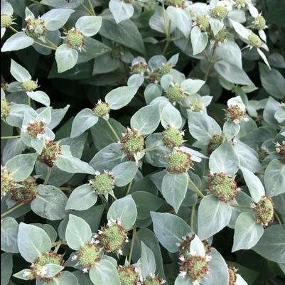 Pycnanthemum muticum 