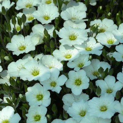 Arenaria montana Blizzard Compact