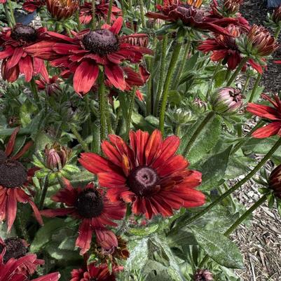 Rudbeckia Sunbeckia® Graffiti Scarlet