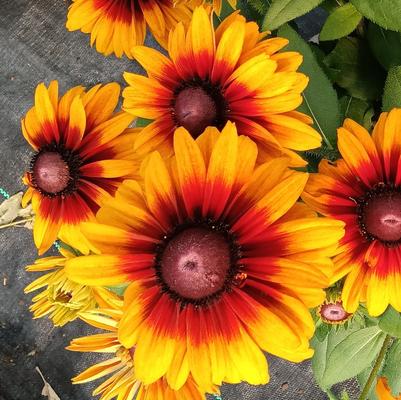Rudbeckia Sunbeckia® Graffiti Caramel