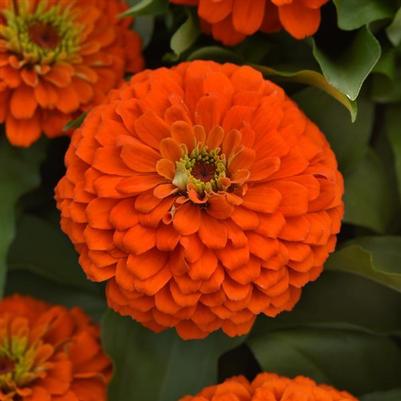 Zinnia Zesty™ Orange