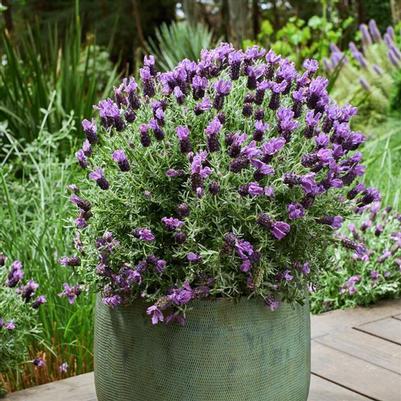 Lavender penduculata Lavender Frost™ Pink