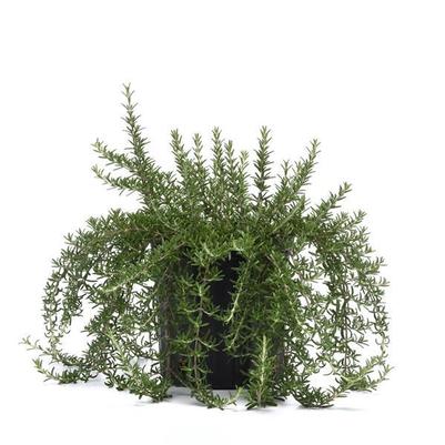 Rosemary Blue Cascade