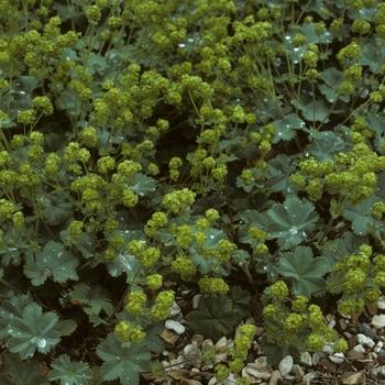 Alchemilla erythropoda 