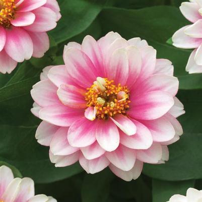 Zinnia marylandica Belize Double Pink Bicolo