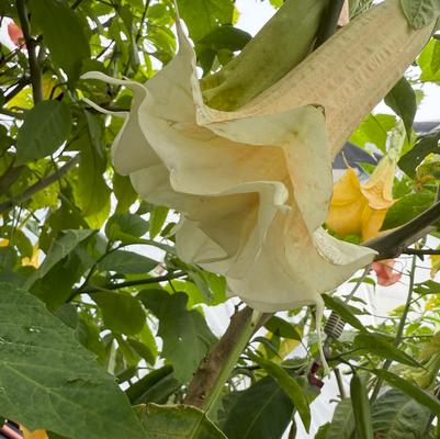 Brugmansia Angel's Daydream
