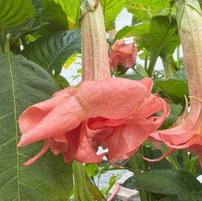 Brugmansia Evelyn